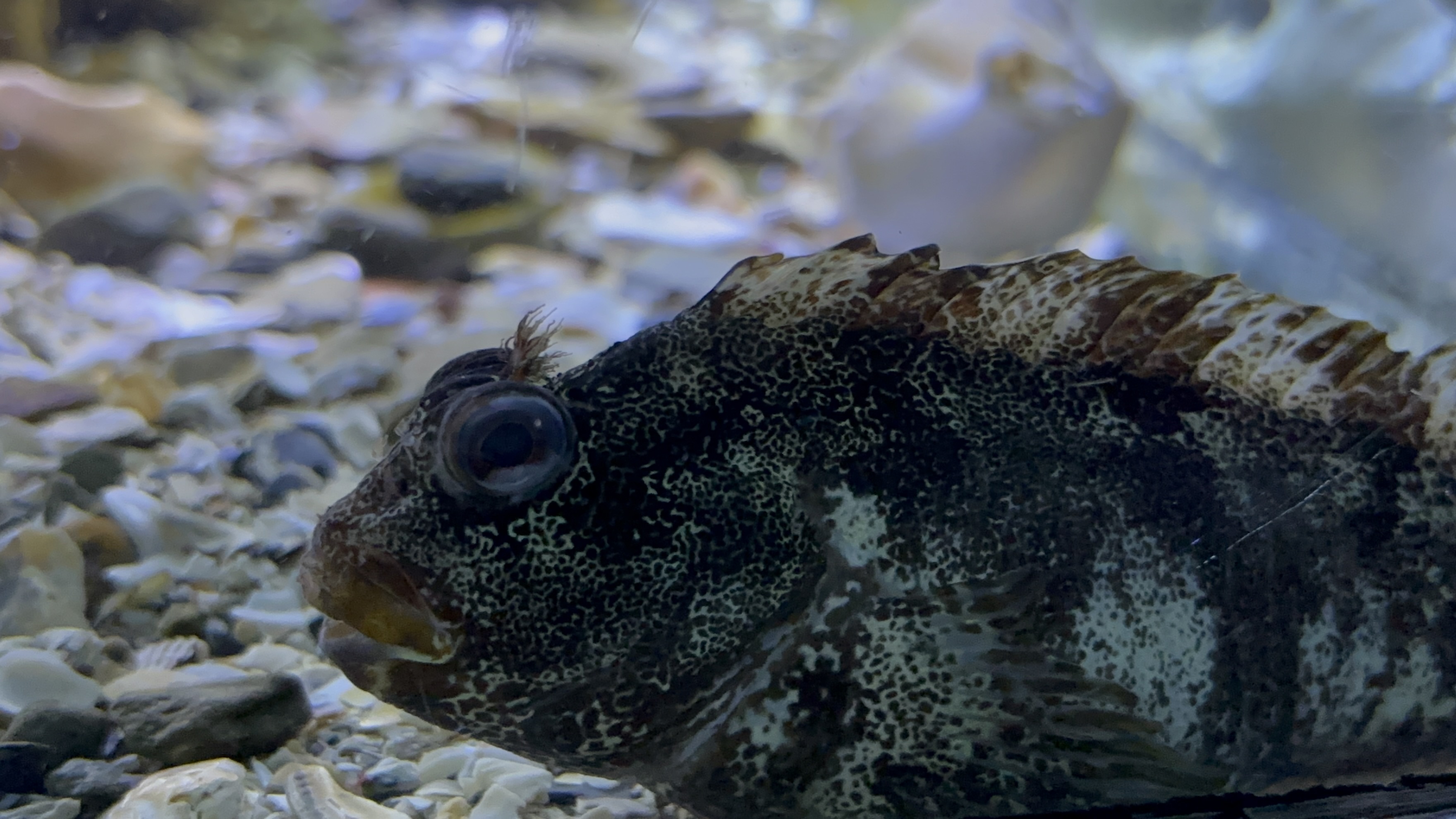 Blennie Gattorugine