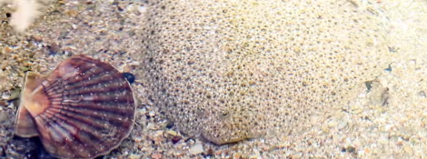 Coquille Saint-Jacques