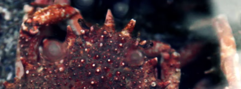 Araignée de mer