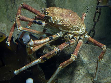 Crabe géant