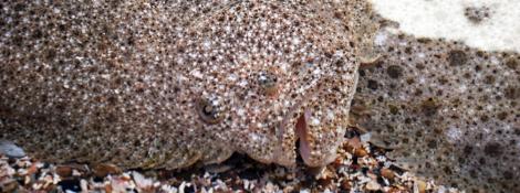 Turbot