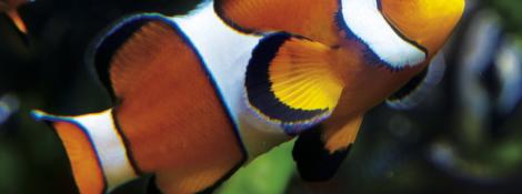 Poisson clown à 3 bandes