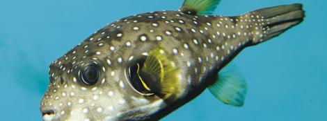 Poisson globe