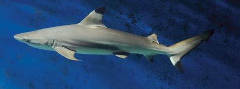 Requin à pointes noires