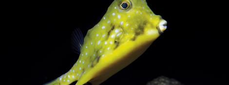 Poisson vache