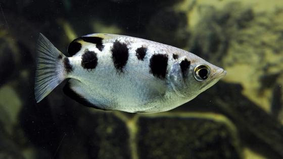 Poisson archer