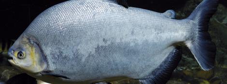 Pacu