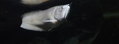 Arowana