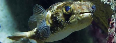 Poisson porc-épic