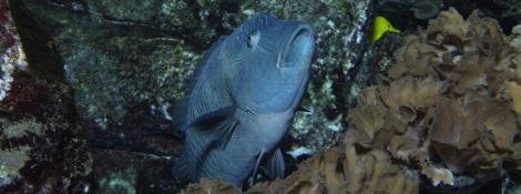 Poisson Napoléon