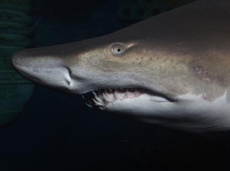 Requin Taureau