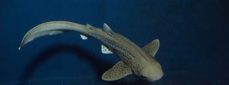 Requin Zèbre