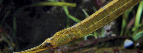 Syngnathe, Entélure et Siphonostome