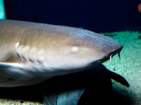 Requin Nourrice