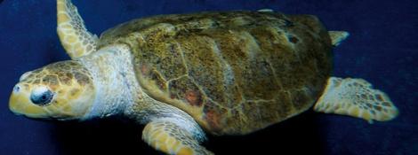 Tortue Caouanne