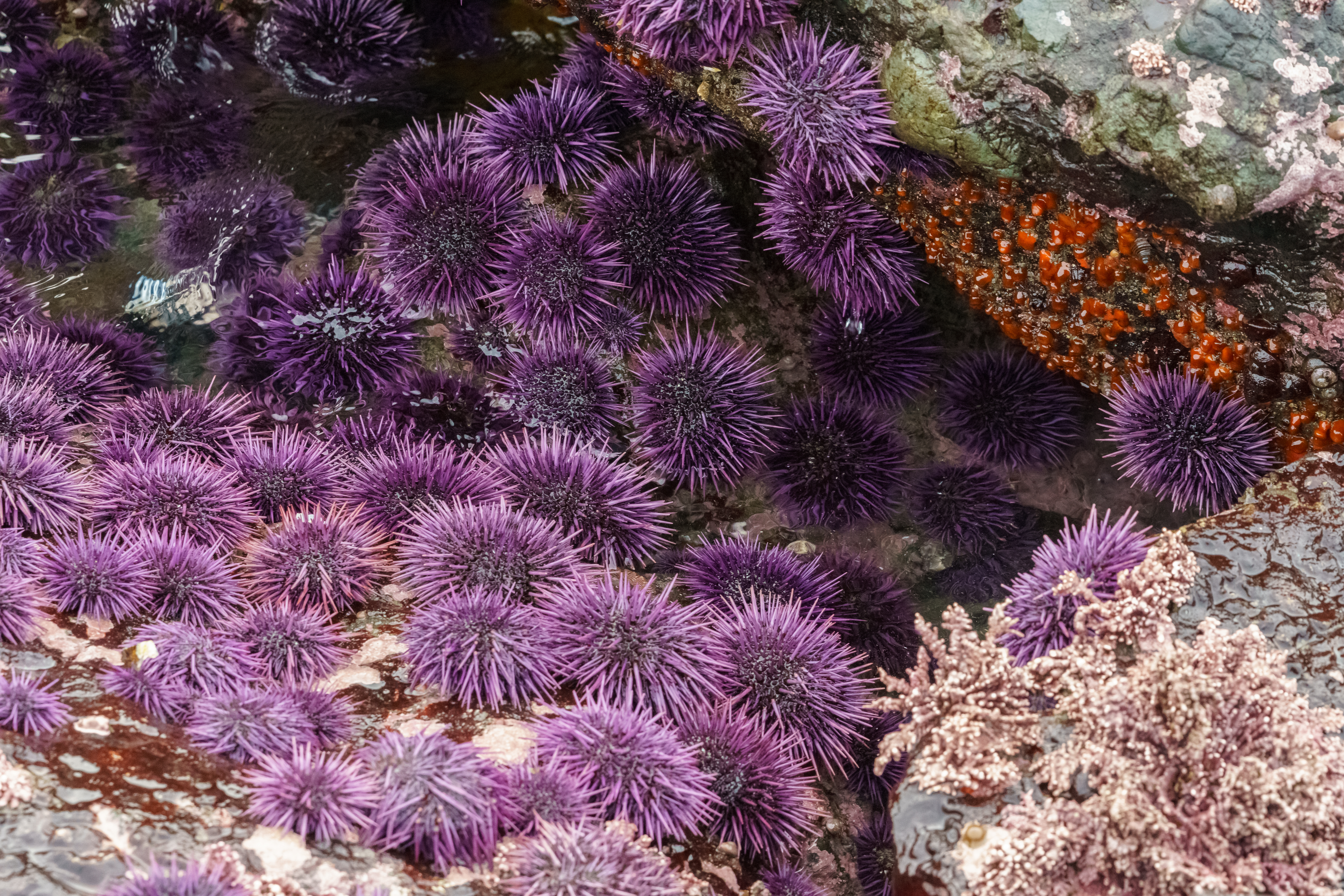 Oursin violet