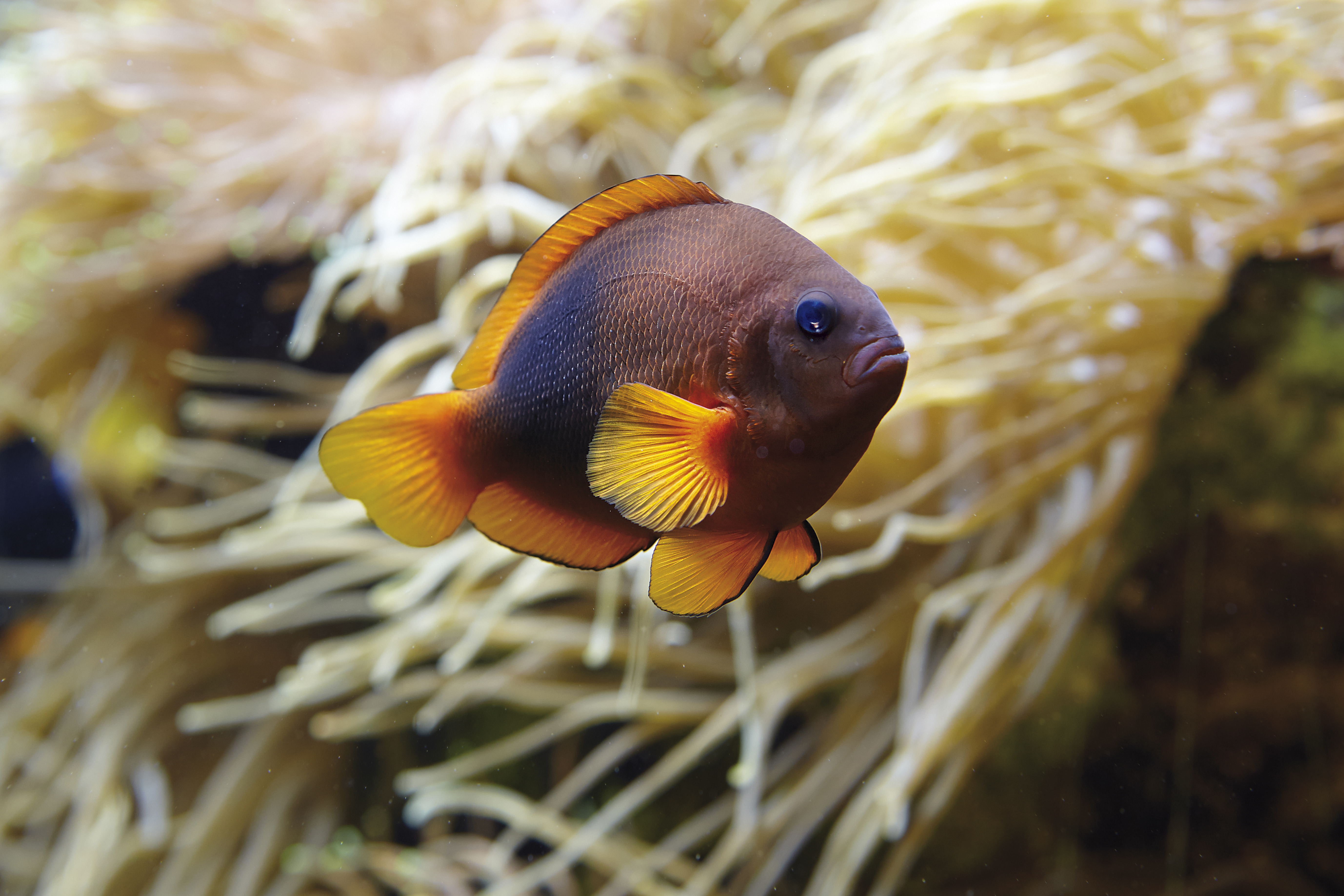 Poisson clown à selle