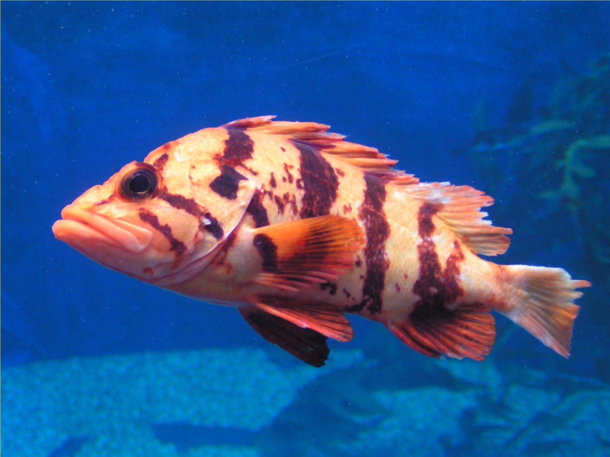Sébaste tigre