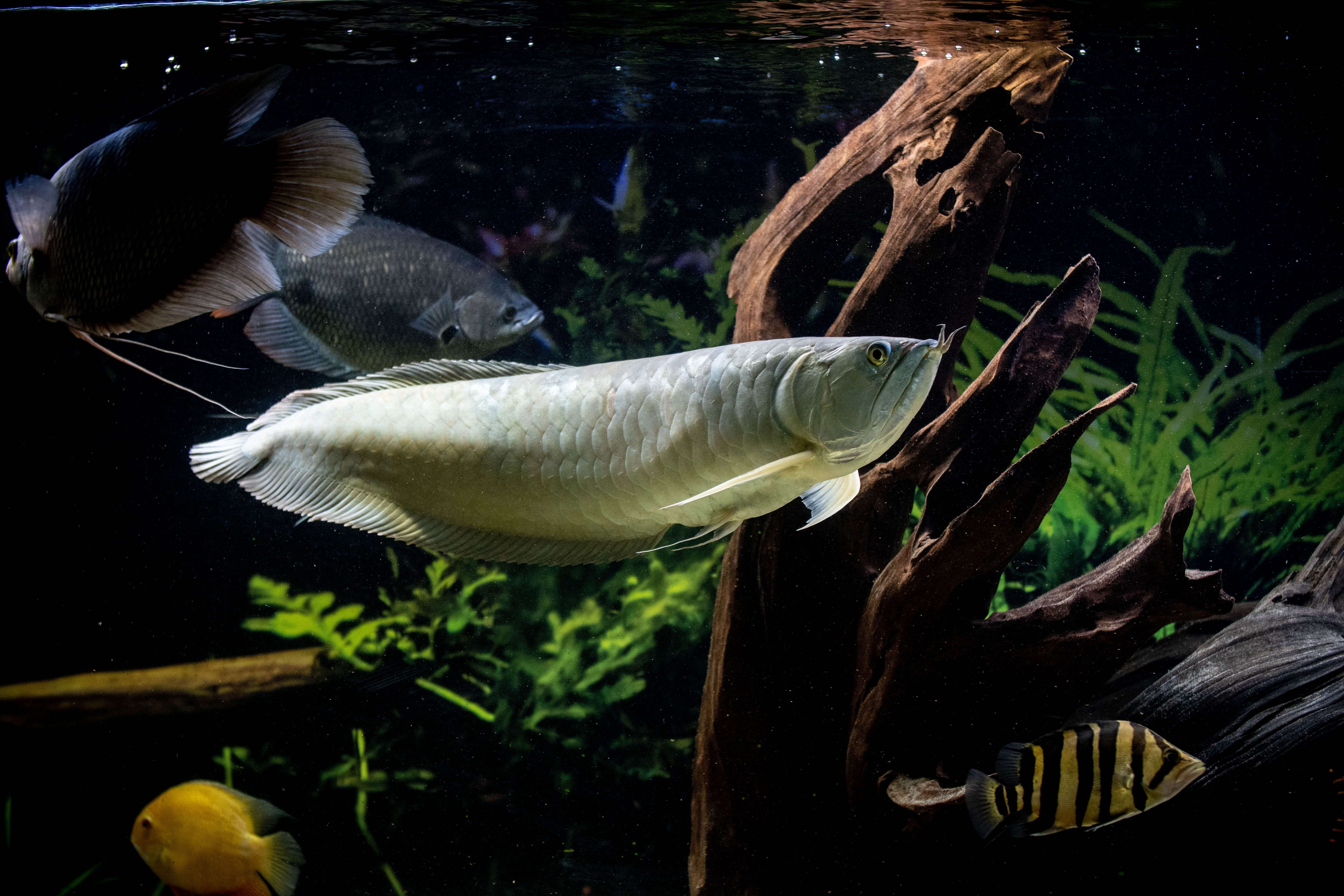 Arowana