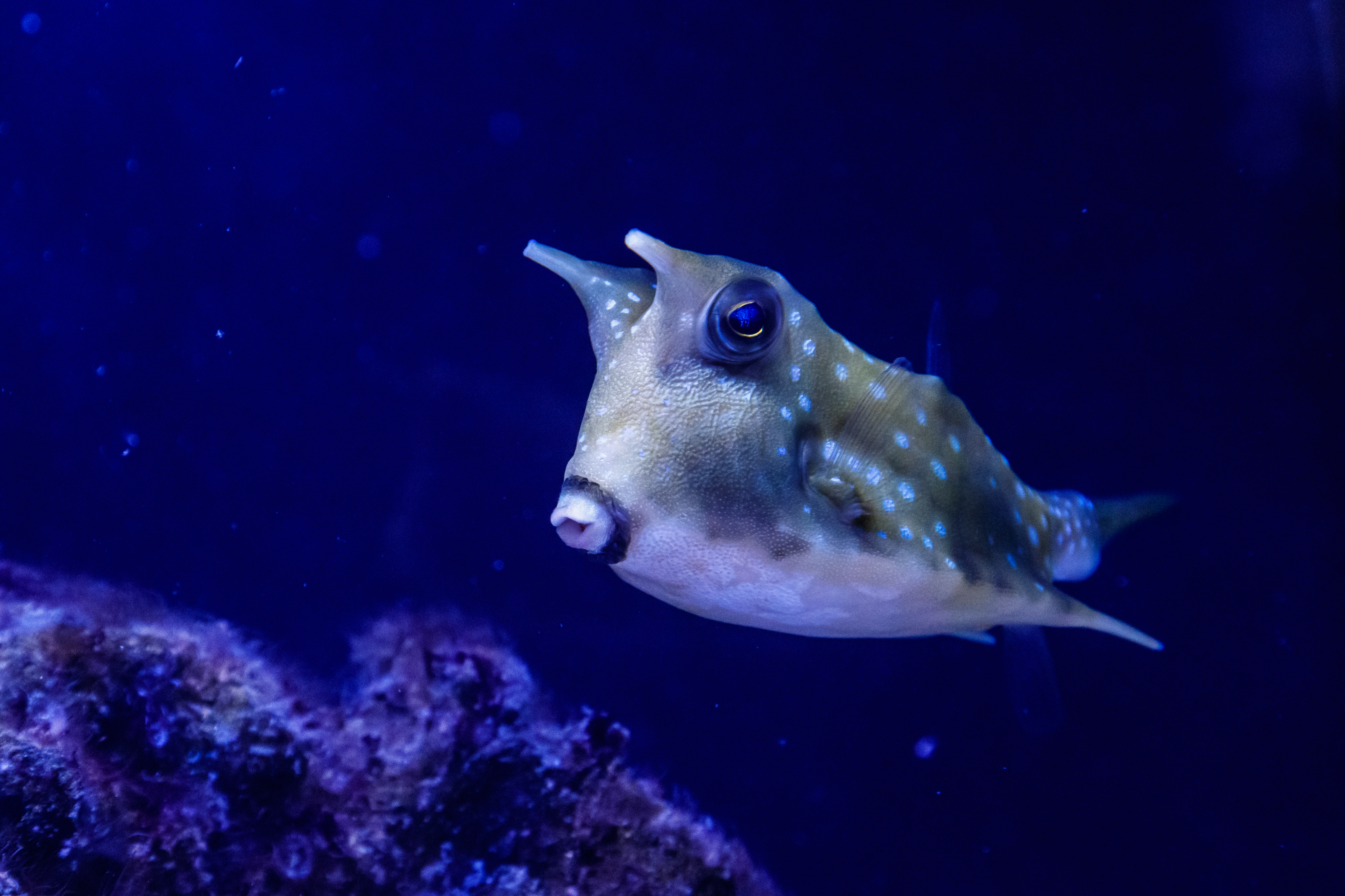 Poisson vache