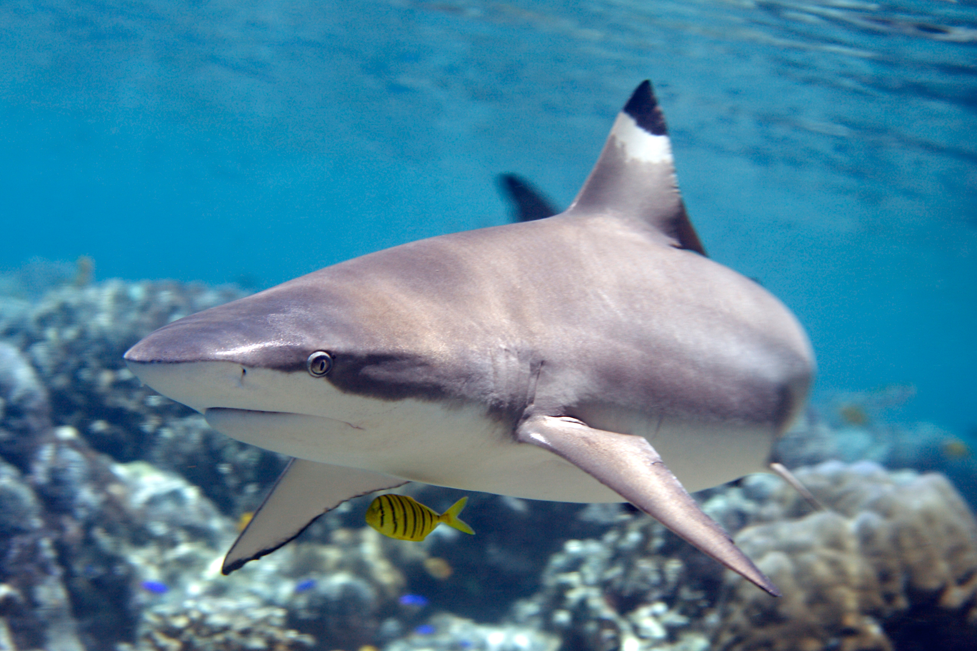 Requin à pointes noires