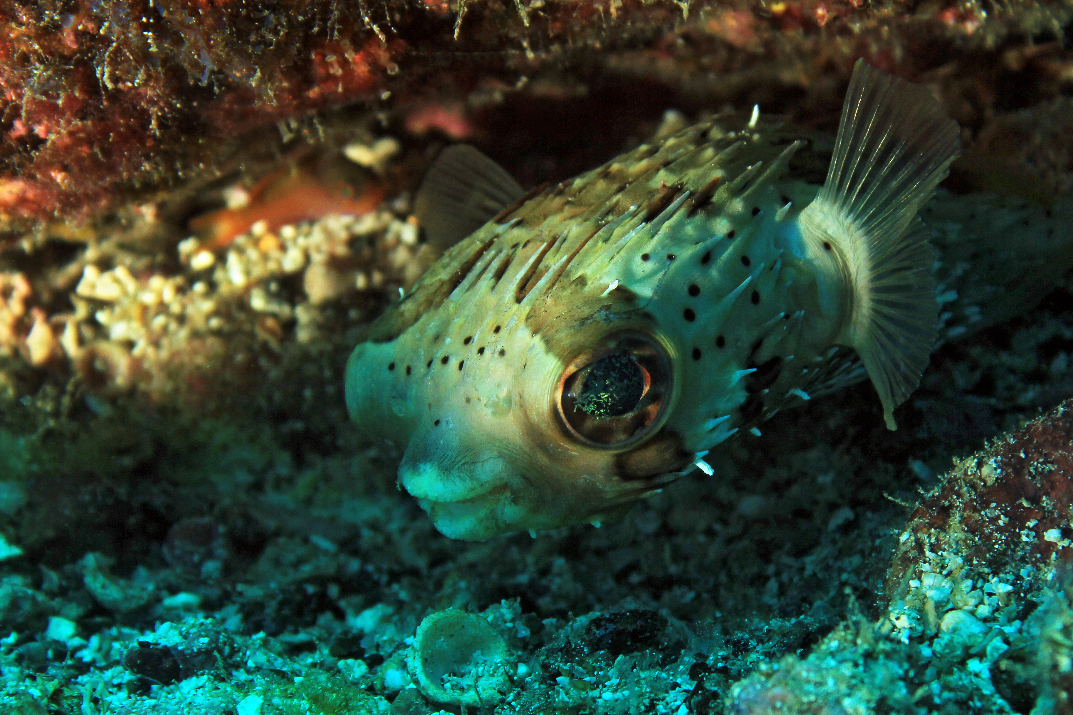 Poisson porc-épic